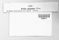 Patinellaria sanguinea image